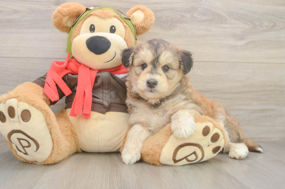9 week old Mini Huskydoodle Puppy For Sale - Fairfield Furbabies