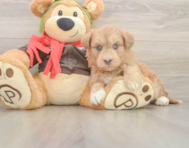 9 week old Mini Huskydoodle Puppy For Sale - Fairfield Furbabies