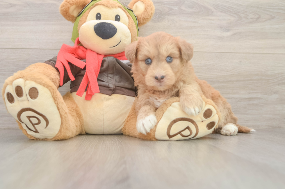 9 week old Mini Huskydoodle Puppy For Sale - Fairfield Furbabies