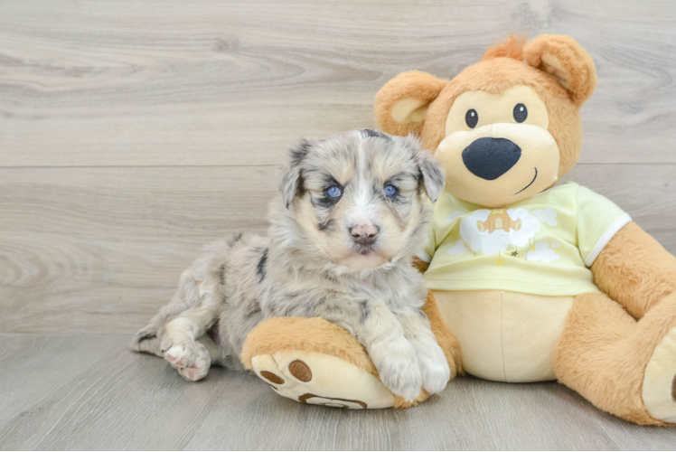 Mini Huskydoodle Pup Being Cute