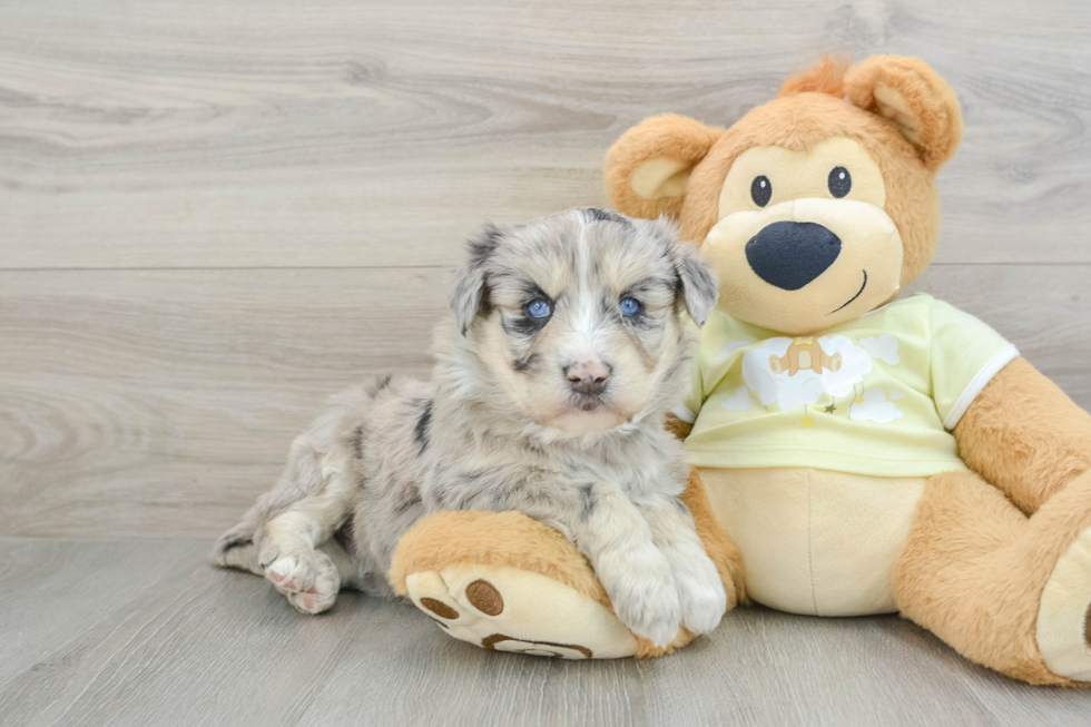 Mini Huskydoodle Pup Being Cute