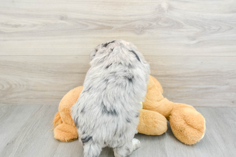 Mini Huskydoodle Pup Being Cute