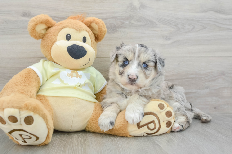 Cute Mini Huskydoodle Baby