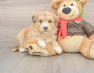9 week old Mini Huskydoodle Puppy For Sale - Fairfield Furbabies