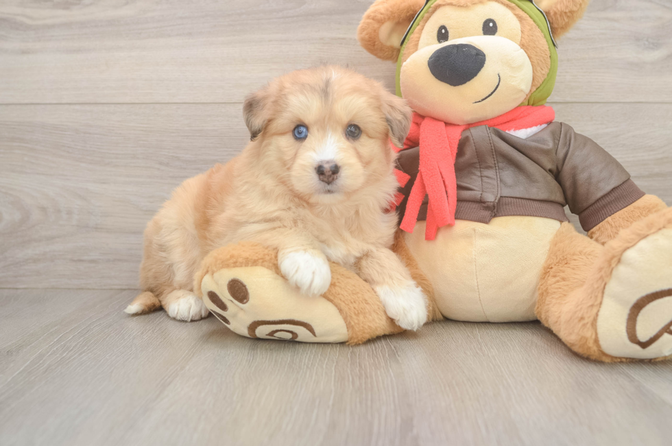 9 week old Mini Huskydoodle Puppy For Sale - Fairfield Furbabies