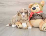 6 week old Mini Huskydoodle Puppy For Sale - Fairfield Furbabies