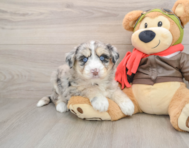 6 week old Mini Huskydoodle Puppy For Sale - Fairfield Furbabies