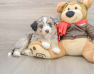 6 week old Mini Huskydoodle Puppy For Sale - Fairfield Furbabies