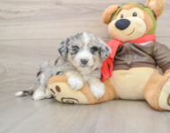 6 week old Mini Huskydoodle Puppy For Sale - Fairfield Furbabies