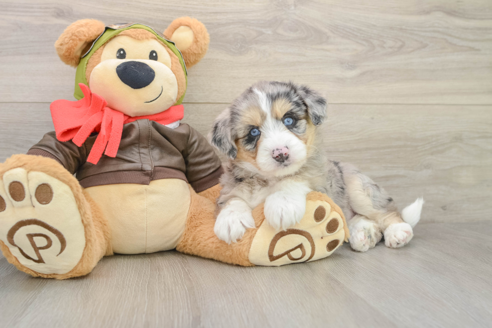 Cute Mini Huskydoodle Poodle Mix Pup