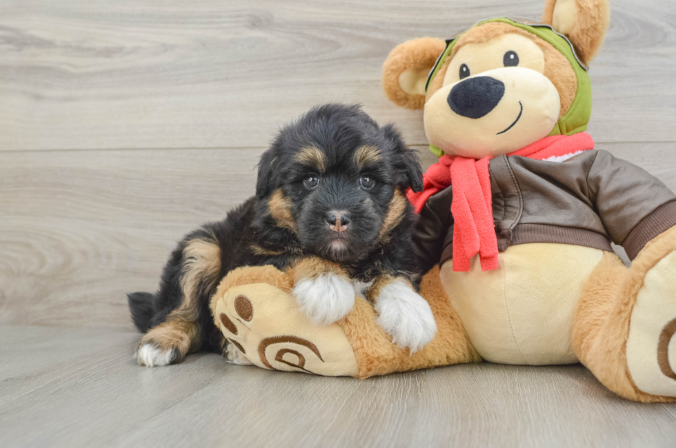 7 week old Mini Huskydoodle Puppy For Sale - Fairfield Furbabies