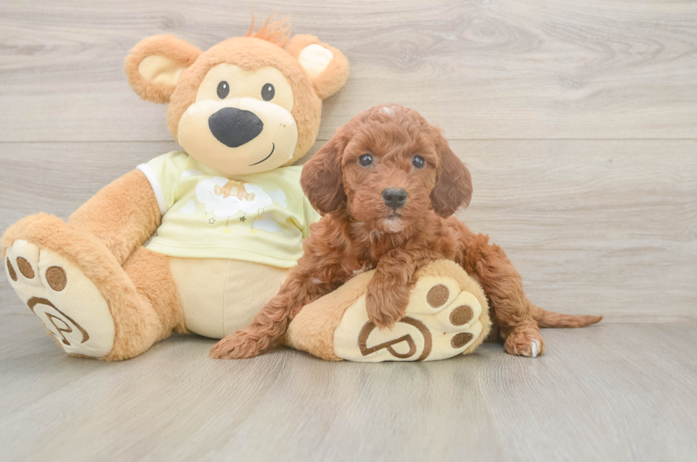 9 week old Mini Irish Doodle Puppy For Sale - Fairfield Furbabies