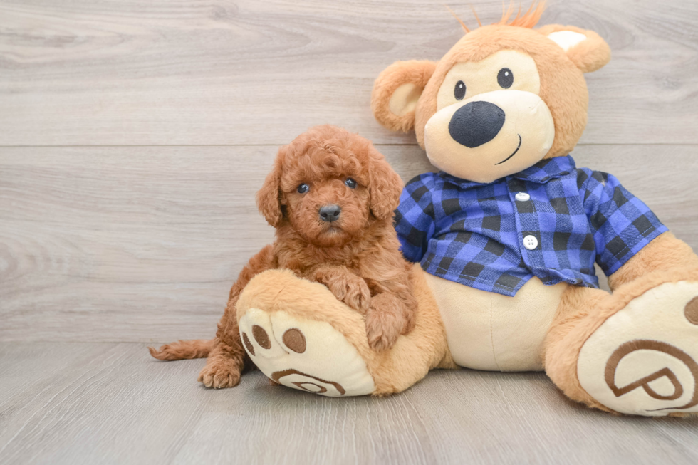 Mini Irish Doodle Puppy for Adoption