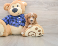 6 week old Mini Irish Doodle Puppy For Sale - Fairfield Furbabies