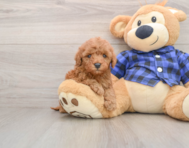 6 week old Mini Irish Doodle Puppy For Sale - Fairfield Furbabies