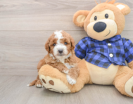 6 week old Mini Irish Doodle Puppy For Sale - Fairfield Furbabies