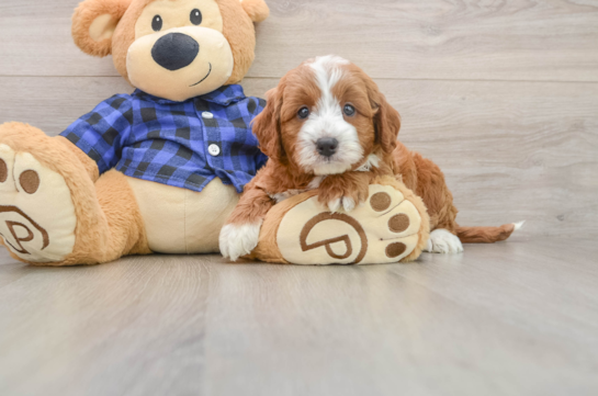 BAYLOR, a Mini Irish Doodle littermate