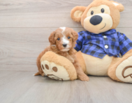 6 week old Mini Irish Doodle Puppy For Sale - Fairfield Furbabies