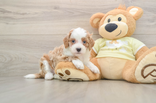 EFFIE, a Mini Irish Doodle littermate