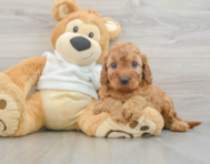 8 week old Mini Irish Doodle Puppy For Sale - Fairfield Furbabies
