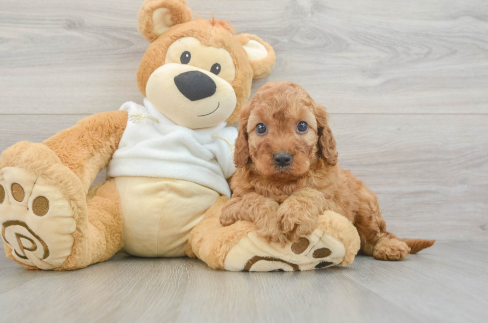 6 week old Mini Irish Doodle Puppy For Sale - Fairfield Furbabies