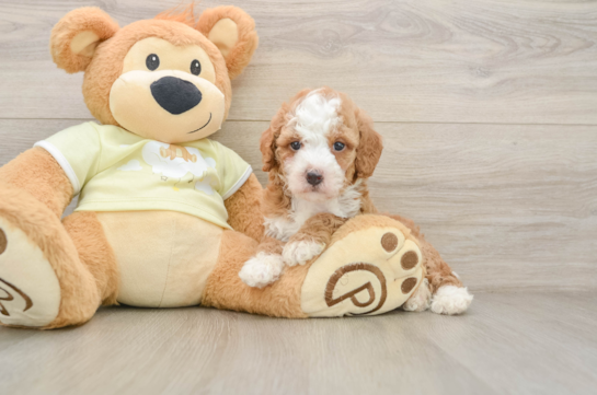 EGO, a Mini Irish Doodle littermate