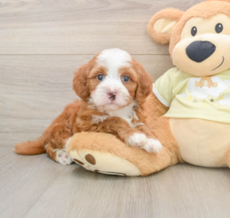 8 week old Mini Irish Doodle Puppy For Sale - Fairfield Furbabies
