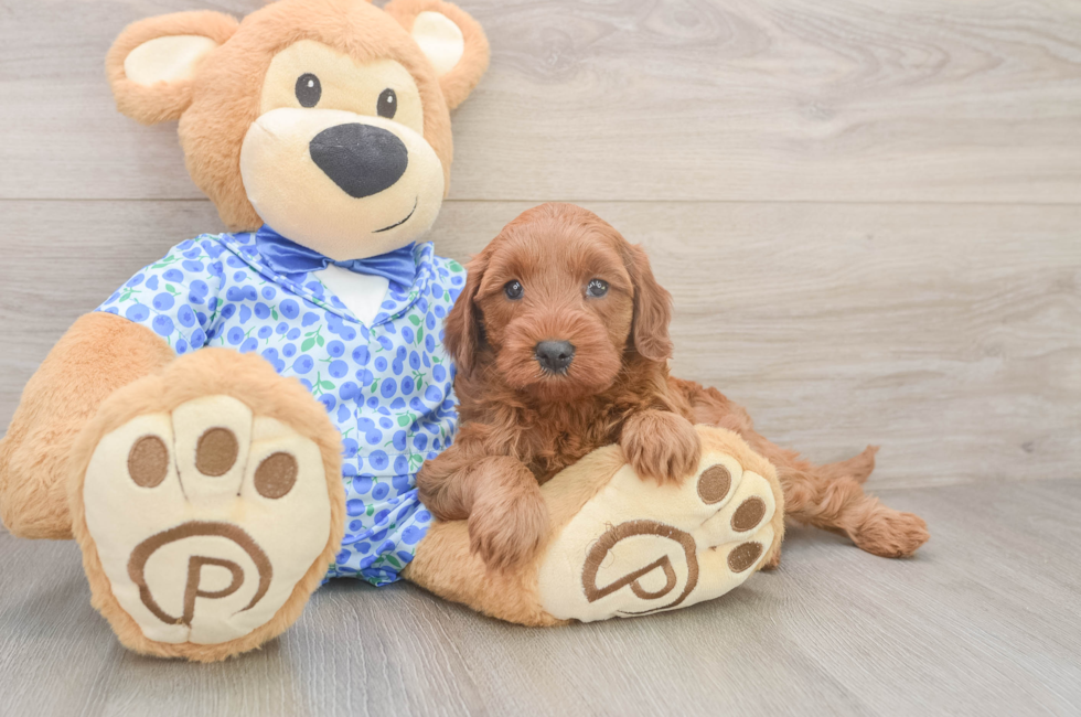 7 week old Mini Irish Doodle Puppy For Sale - Fairfield Furbabies
