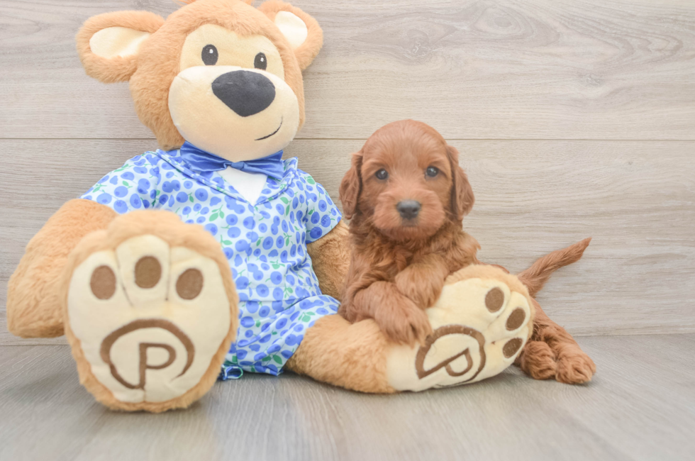 7 week old Mini Irish Doodle Puppy For Sale - Fairfield Furbabies
