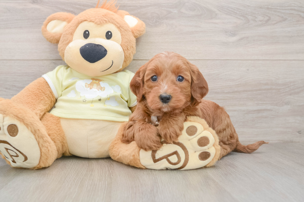 Mini Irish Doodle Puppy for Adoption