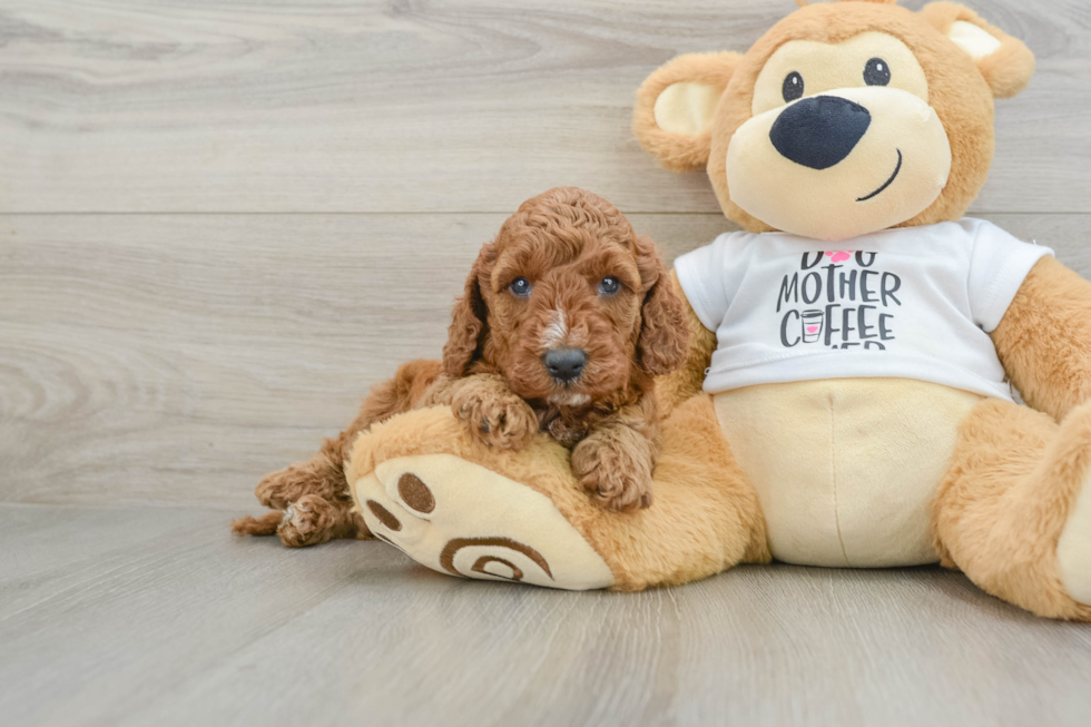 Mini Irish Doodle Puppy for Adoption