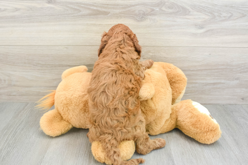 Funny Mini Irish Doodle Poodle Mix Pup
