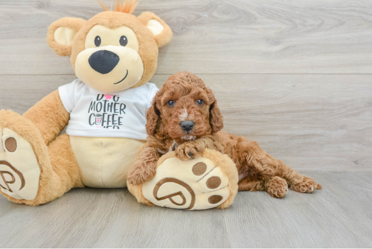 Friendly Mini Irish Doodle Baby