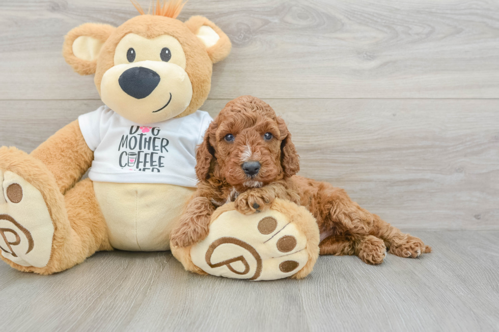 Friendly Mini Irish Doodle Baby