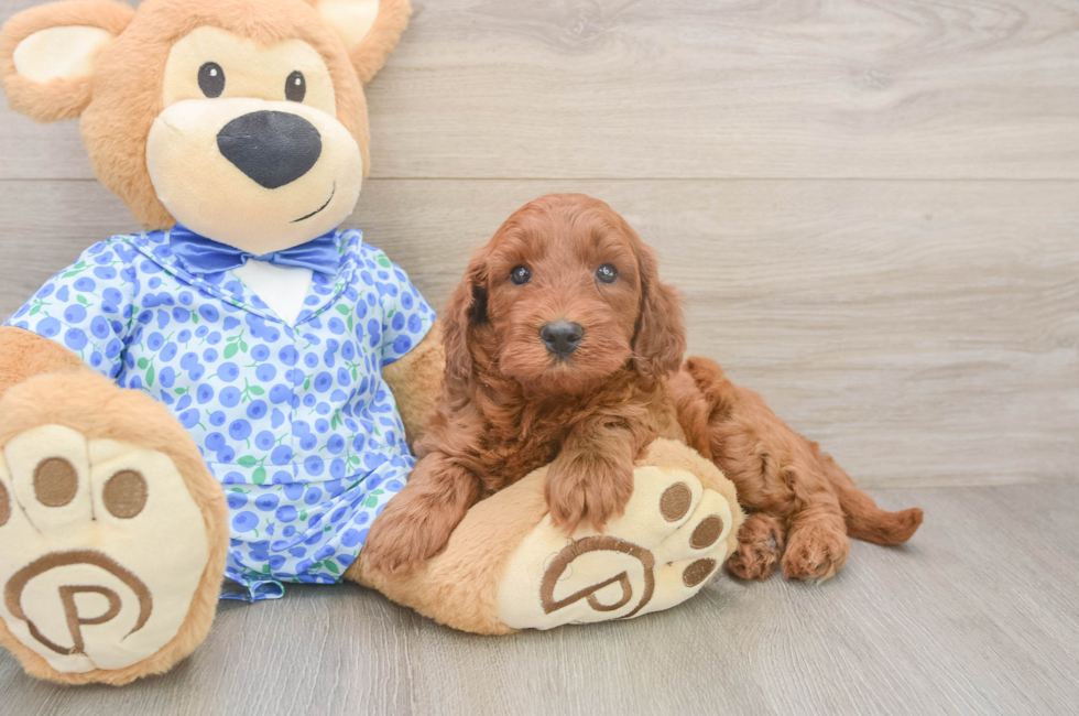 7 week old Mini Irish Doodle Puppy For Sale - Fairfield Furbabies