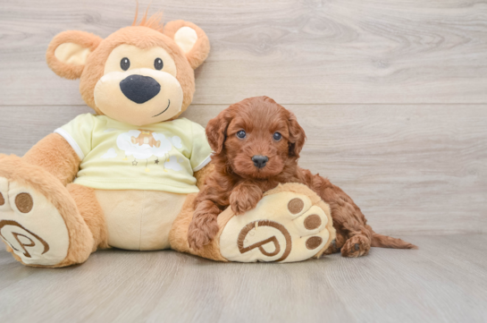 Mini Irish Doodle Pup Being Cute