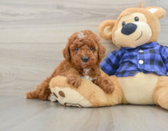 6 week old Mini Irish Doodle Puppy For Sale - Fairfield Furbabies