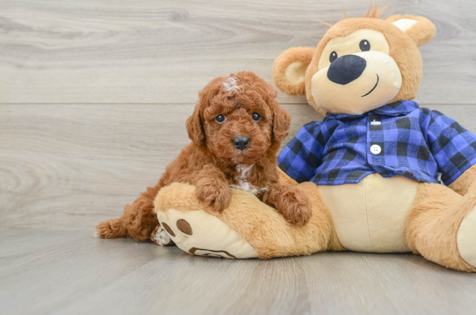6 week old Mini Irish Doodle Puppy For Sale - Fairfield Furbabies