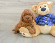 6 week old Mini Irish Doodle Puppy For Sale - Fairfield Furbabies