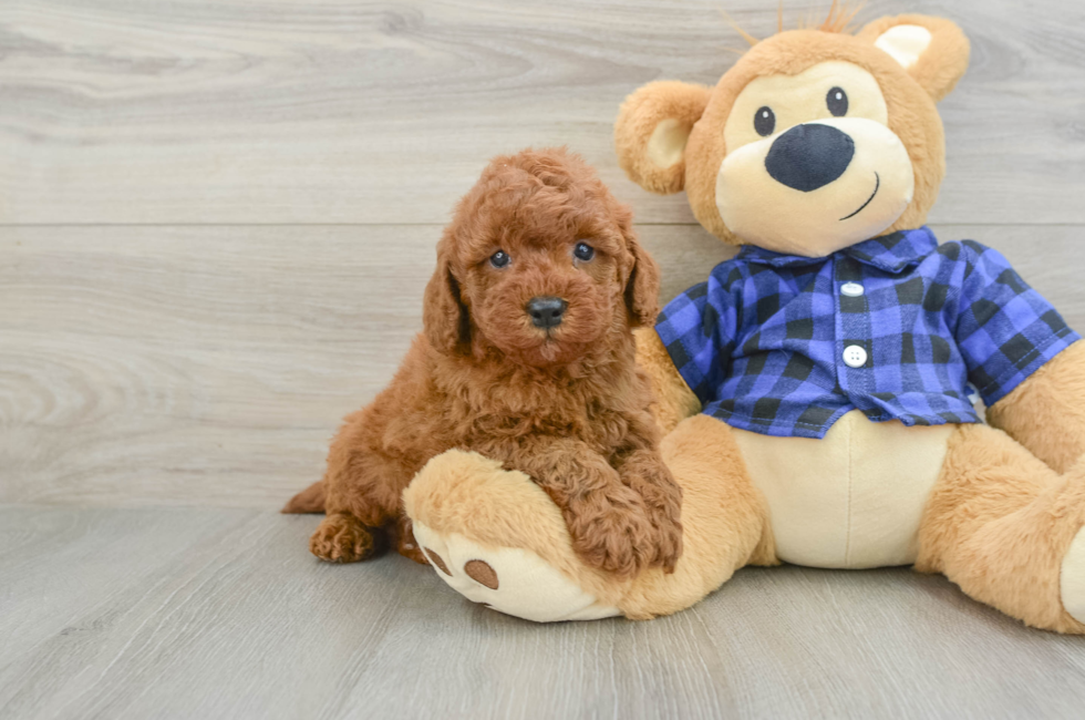 6 week old Mini Irish Doodle Puppy For Sale - Fairfield Furbabies