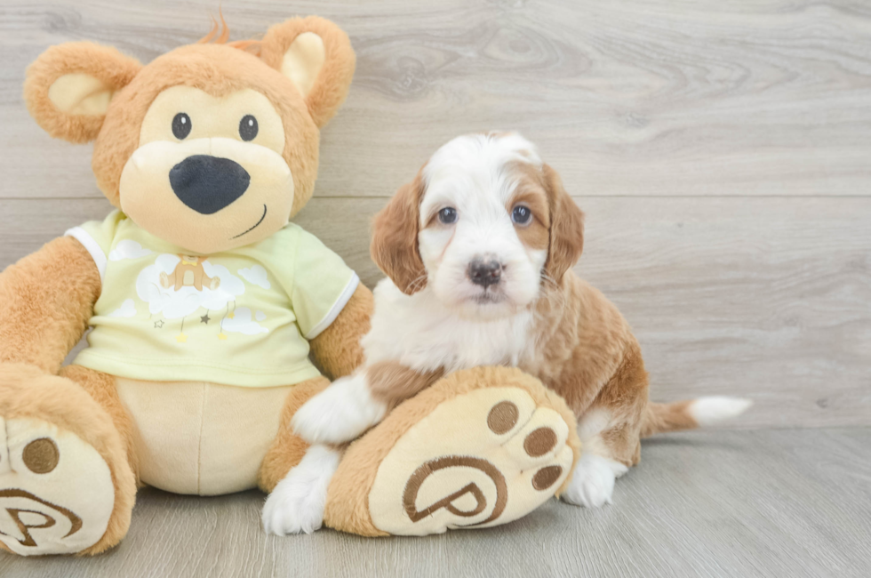 8 week old Mini Irish Doodle Puppy For Sale - Fairfield Furbabies