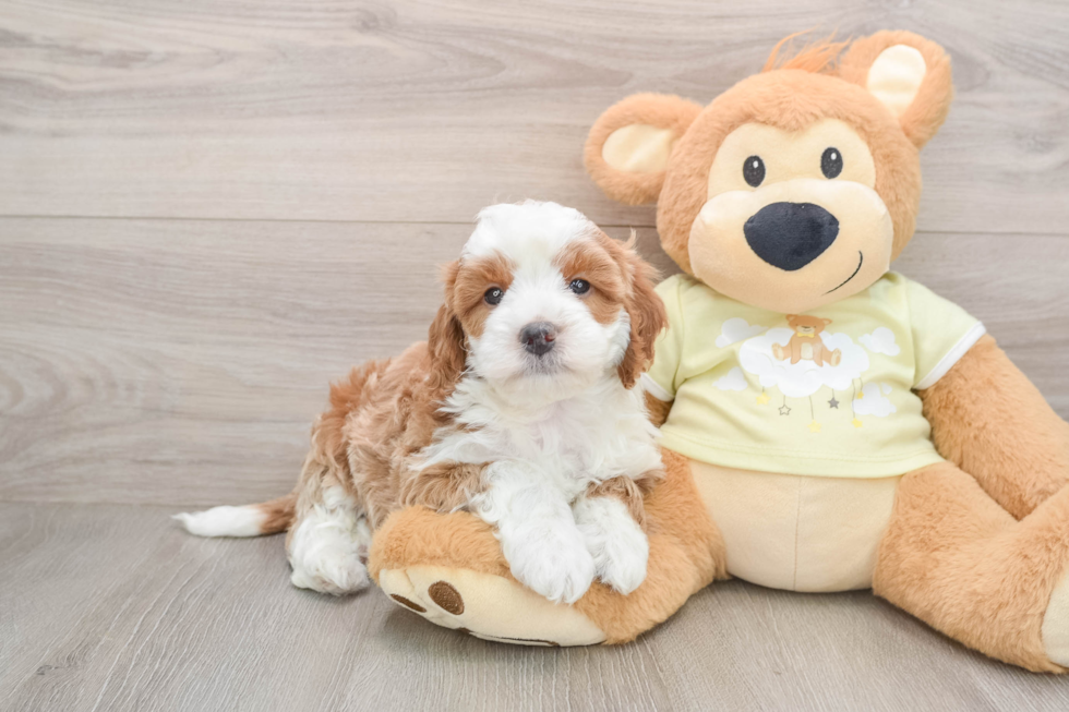 Mini Irish Doodle Pup Being Cute