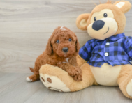 6 week old Mini Irish Doodle Puppy For Sale - Fairfield Furbabies
