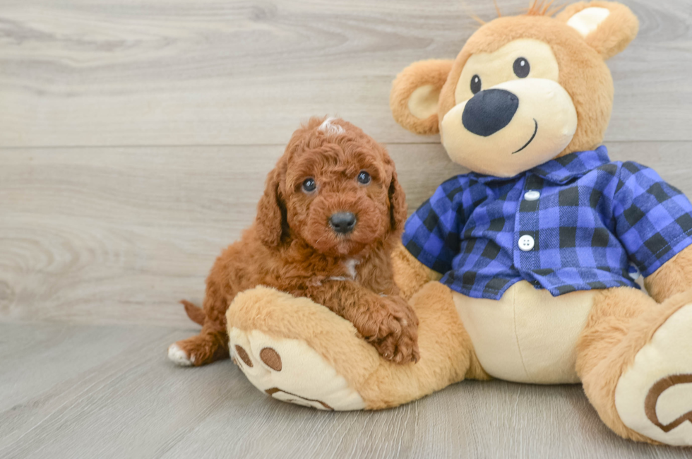 6 week old Mini Irish Doodle Puppy For Sale - Fairfield Furbabies
