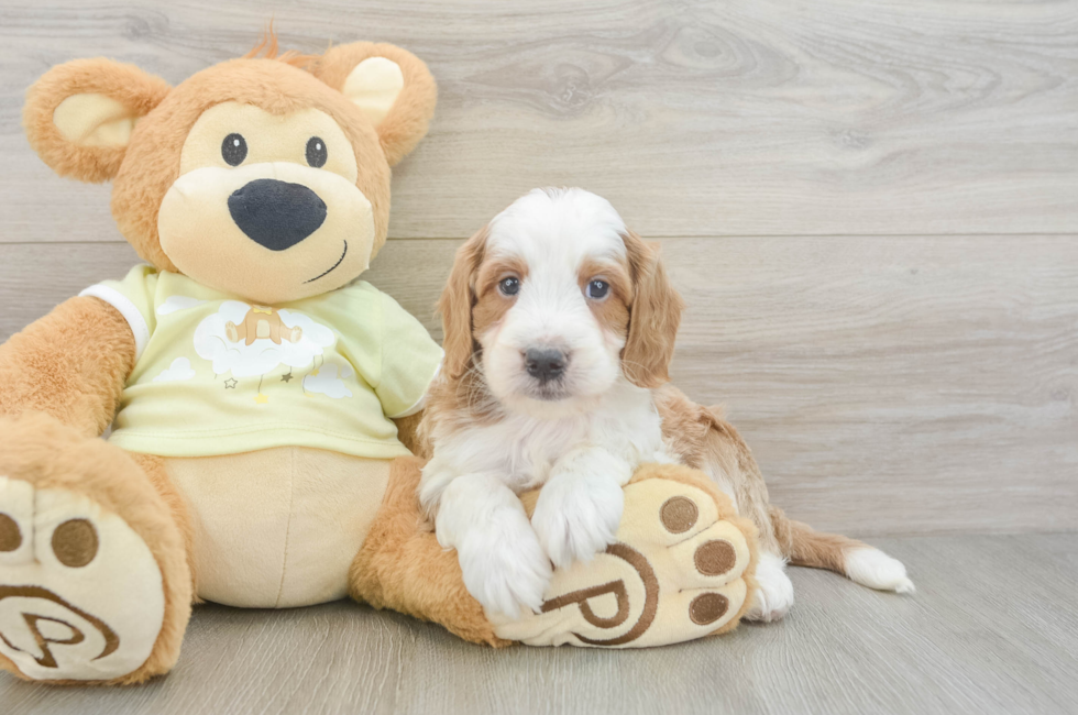 8 week old Mini Irish Doodle Puppy For Sale - Fairfield Furbabies