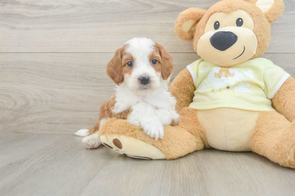 8 week old Mini Irish Doodle Puppy For Sale - Fairfield Furbabies