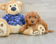 6 week old Mini Irish Doodle Puppy For Sale - Fairfield Furbabies