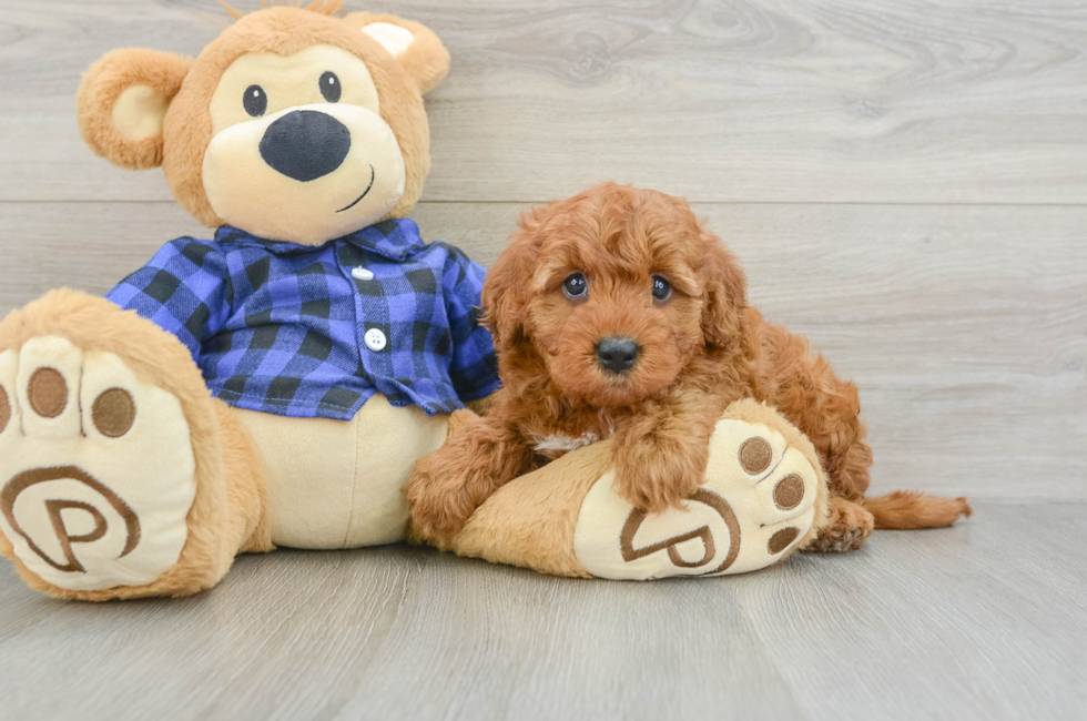 6 week old Mini Irish Doodle Puppy For Sale - Fairfield Furbabies