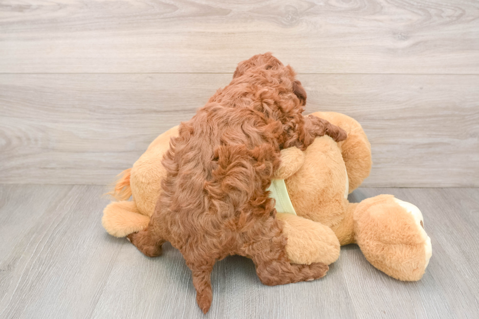 Mini Irish Doodle Puppy for Adoption