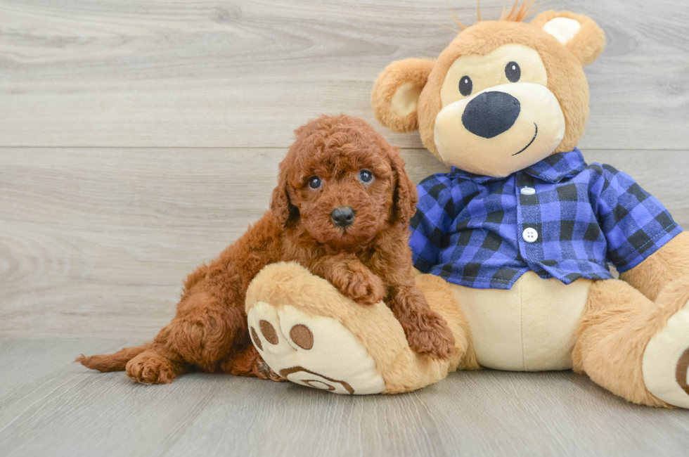 6 week old Mini Irish Doodle Puppy For Sale - Fairfield Furbabies